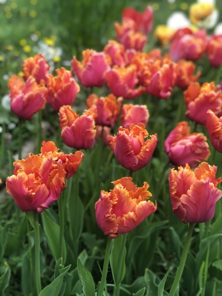 Le pouvoir des fleurs de locales et de saison - Tulipes